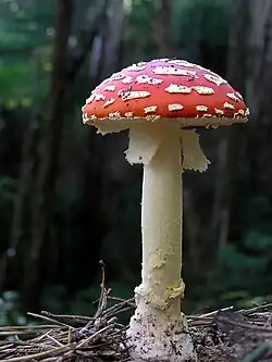 Showing the partial veil under the cap