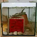 Ant farm