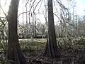 A dried up swamp bed