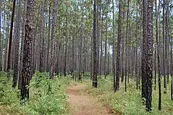 A trail through pine forest.
