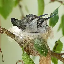 Hummingbird nestlings ready to fledge