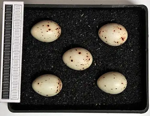 Eggs of Fringilla coelebs coelebs