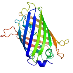 A ribbon diagram of green fluorescent protein resembling barrel structure.