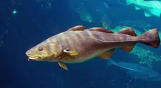 Atlantic cod