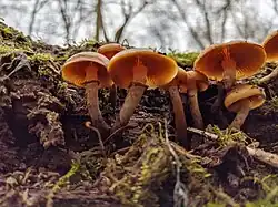 G. Marginata