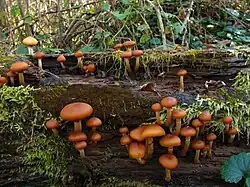 A few dozen brownish-orange mushrooms of various sizes growing on a rotted log covered with moss. The caps of the mushrooms are rolled inwards, and rest on stems that range in color from whitish to light orange-brown. Several of the stems have small, dark orange rings near the top.