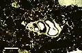 Thin section in plane-polarized light of microscopic gastropod shell, from Holocene lagoonal sediment of Rice Bay, San Salvador Island, Bahamas. Scale bar 500&nbsp;μm.
