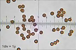 About two dozen round objects that are brownish and translucent, and covered with small bumps. Gradation lines run horizontally through the middle of the image.