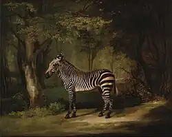 A portrait of a zebra by George Stubbs