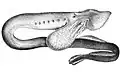 Pouched lamprey