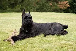 A black dog lying on grass with a dog toy in its paws
