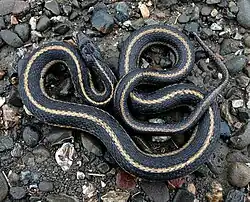 Giant garter snake on ground