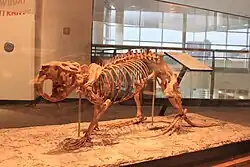 A giant beaver fossil on display at the Science Museum of Minnesota