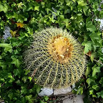 A planted cactus in Gibraltar. The hot and relatively dry climate of the territory allows cacti to thrive.