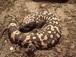 A Gila monster curled up on the ground absorbing heat.