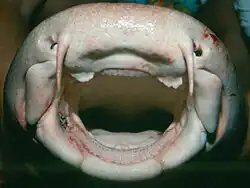 Mouth