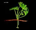 Extinct G.&nbsp;apodes[54]