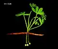 Extinct Ginkgo yimaensis[54]