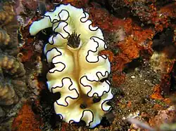 Glossodoris atromarginata