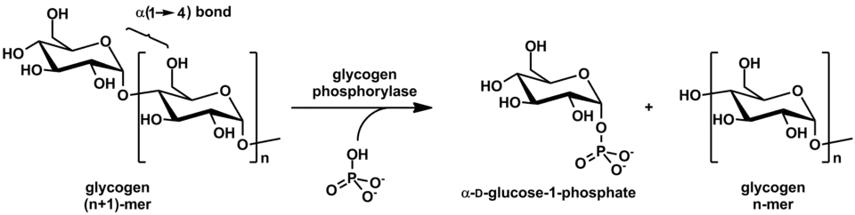 Action of glycogen phosphorylase on glycogen