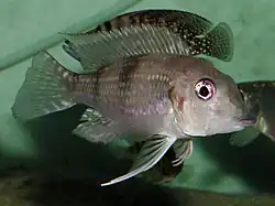 Limnochromini (E): Gnathochromis permaxillaris is a zooplanktivore with an unusual protractile mouth[61]