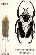 Royal goliath beetle, Goliathus regius, compared to a mouse