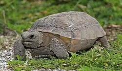 gopher tortoise eye-level view