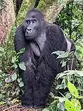 Gorilla beringei graueri