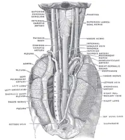 The position and relation of the esophagus in the cervical region and in the posterior mediastinum, seen from behind