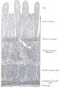 Section of duodenum of cat. X 60