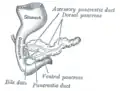 Pancreas of a human embryo at the end of the sixth week