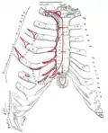 Anterior surface of sternum and costal cartilages