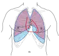 The chest, showing surface relations of bones, lungs (purple), pleura (blue), and heart (red). Heart valves are labeled with "B", "T", "A", and "P".