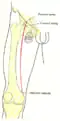Front of right thigh, showing surface markings for bones, femoral artery and femoral nerve.