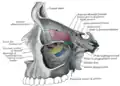 Medial wall of left orbit