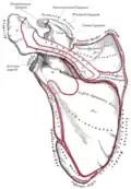 Left scapula. Posterior surface.