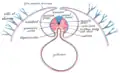 Diagram of a transverse section, showing the mode of formation of the amnion in the chick.