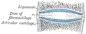 Vertebral joint