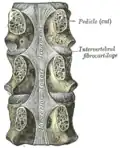 Posterior longitudinal ligament, in the thoracic region