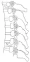 Section of the costotransverse joints from the third to the ninth inclusive.