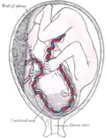 Fetus in utero, between fifth and sixth months