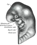 Schematic of developing human embryo with first (mandibular), second (hyoid), pharyngeal arches and third arches labelled