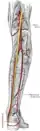 The popliteal, posterior tibial, and peroneal arteries
