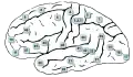 Lateral surface (The frontal pole is approximately at 10, the occipital pole is approximately at 17, and the temporal pole is approximately at 38.)