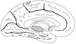 Cerebellum