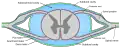 Diagrammatic transverse section of the medulla spinalis and its membranes