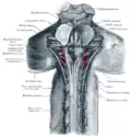 Upper part of medulla spinalis and hind- and mid-brains; posterior aspect, exposed in situ