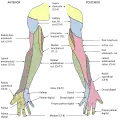 Diagram of segmental distribution of the cutaneous nerves of the right upper extremity