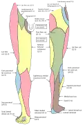 Lower limb