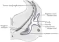 Transverse section through head of fetal sheep, in the region of the labyrinth. X 30.
